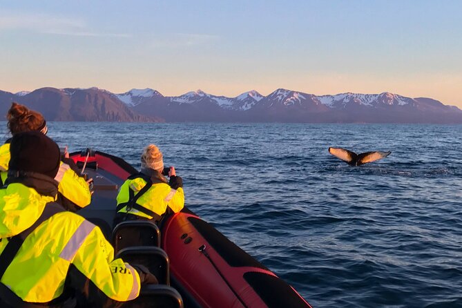 Big Whales & Puffins RIB boat tour from Húsavík - The crew and the quality of the explanation
