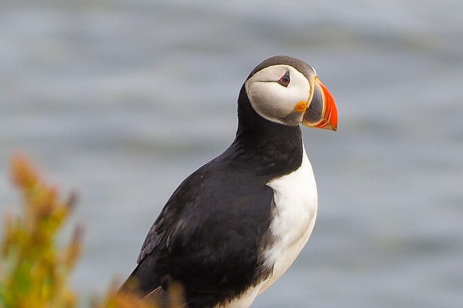 Big Whales & Puffins RIB boat tour from Húsavík - Is the $203.16 price fair?