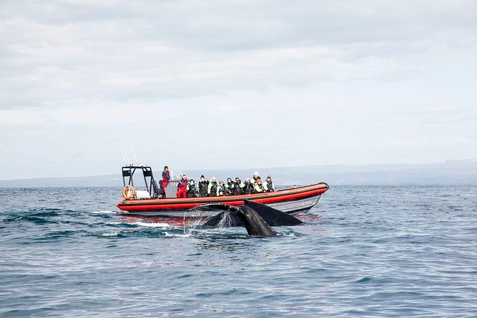 Big Whales & Puffins RIB boat tour from Húsavík - Searching for humpbacks, minke whales, and dolphins