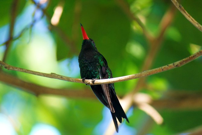 Bird Feeding Sanctuary, Montego Bay Highlights and Columbus Park Day Adventure - A Full Day Built Around One Unusual Bird Encounter