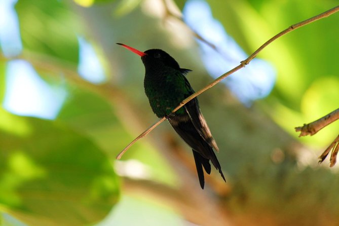 Bird Feeding Sanctuary, Montego Bay Highlights and Columbus Park Day Adventure - Leaving Ocho Rios or Runaway Bay at 8:00 am