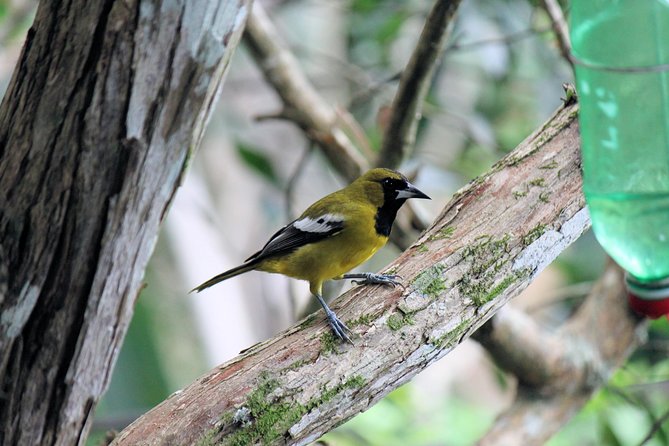 Bird Feeding Sanctuary, Montego Bay Highlights and Columbus Park Day Adventure - Lunch, Drinks, and the Value of a Private Day