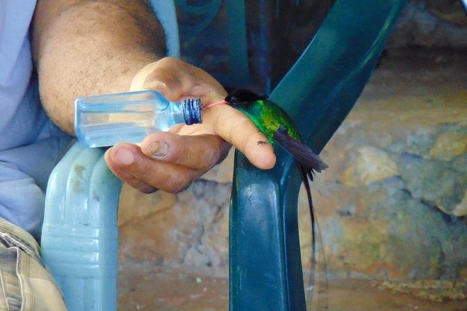 Bird Feeding Sanctuary, Montego Bay Highlights and Columbus Park Day Adventure - Booking Details That Matter