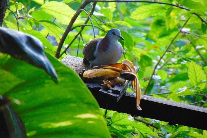 Bird Feeding Sanctuary, Montego Bay Highlights and Columbus Park Day Adventure - Should You Book This Jamaica Bird and History Tour?
