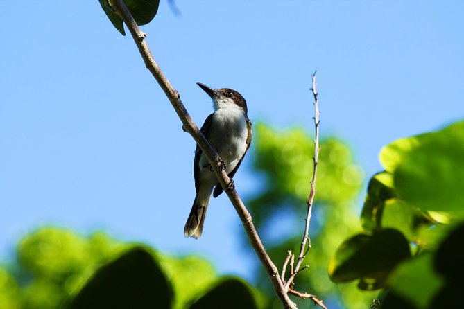 Bird Feeding Sanctuary, Montego Bay Highlights and Columbus Park Day Adventure - Rocklands Bird Sanctuary and the Hummingbird Moment