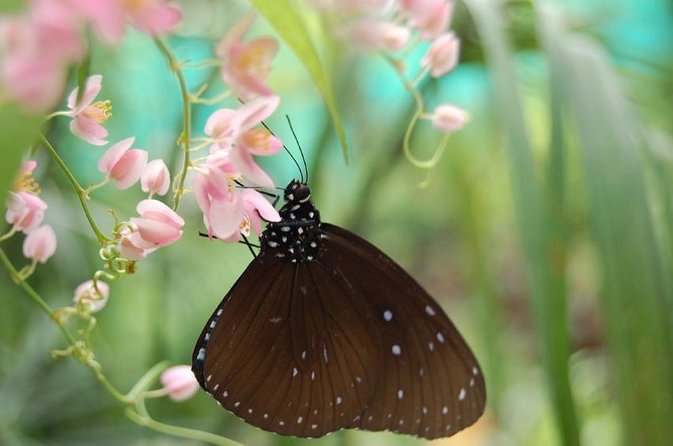 Bird Park & Butterfly Farm Nature Tour From Kuala Lumpur - Key points at a glance