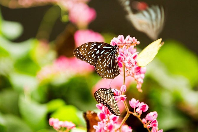 Bird Park & Butterfly Farm Nature Tour From Kuala Lumpur - Who will enjoy this half-day outing?