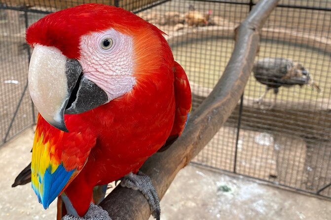 Bird Sanctuary and Montego Bay City Tour - The market stop shows Jamaica through food