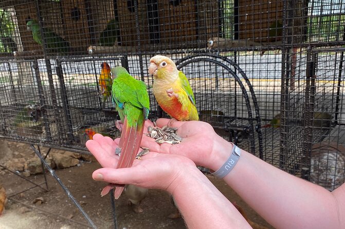 Bird Sanctuary and Montego Bay City Tour - Why the private format matters