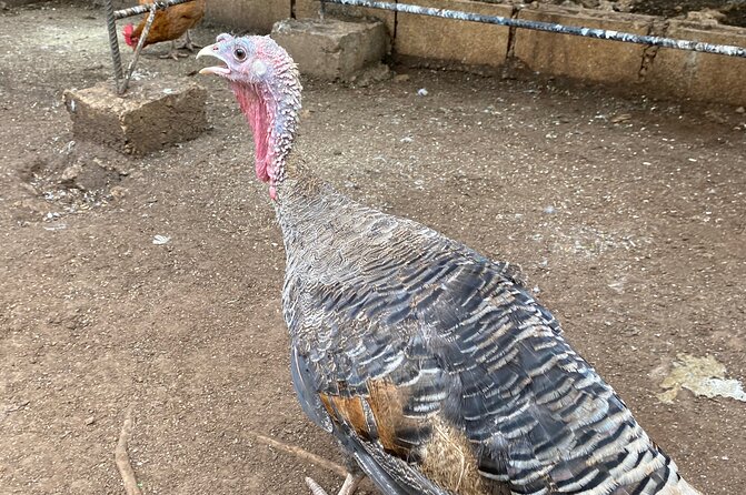 Bird Sanctuary and Montego Bay City Tour - What the $140 price really covers