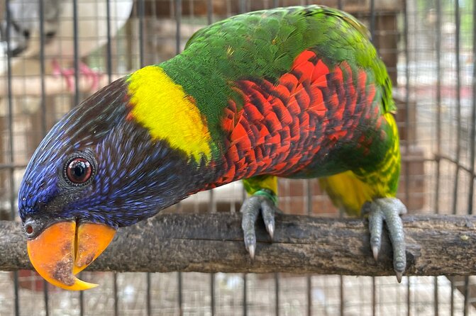 Bird Sanctuary and Montego Bay City Tour - Timing, comfort, and what to bring