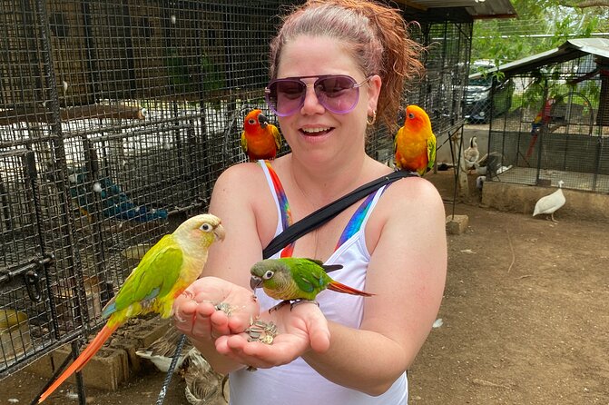 Bird Sanctuary and Montego Bay City Tour - Who should book this Montego Bay and bird tour