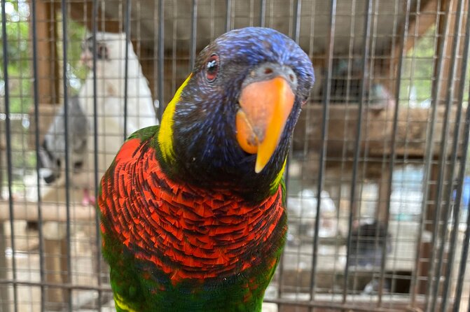 Bird Sanctuary and Montego Bay City Tour - A quieter hour at DBoss Farm in Ironshore