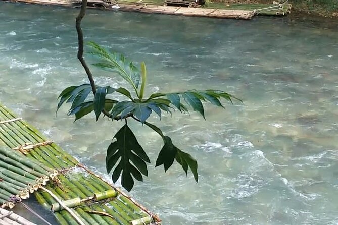 Bird Sanctuary and/or Lethe Bamboo Rafting from Montego Bay - Is $85.49 a good value?