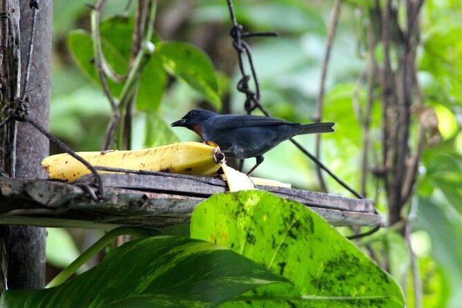 Bird Sanctuary and/or Lethe Bamboo Rafting from Montego Bay - Practical advice before you go