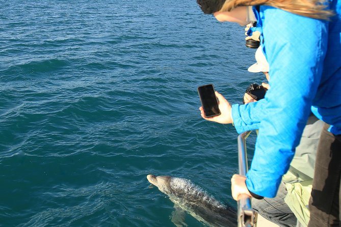 Bird Watching and Dolphin Eco-Tour to Blumine Island - Starting at Wellington Street in Picton