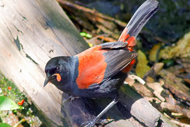 Bird Watching and Dolphin Eco-Tour to Blumine Island - Landing on the DOC reserve
