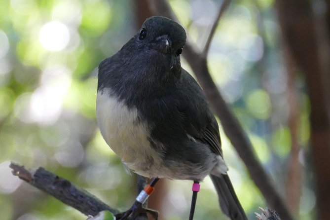 Bird Watching and Dolphin Eco-Tour to Blumine Island - What the guiding adds