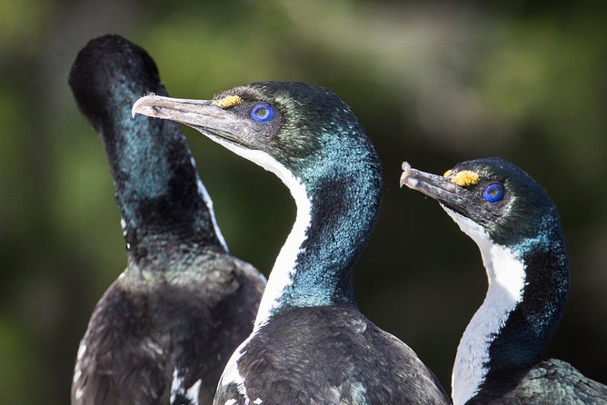 Bird Watching and Dolphin Eco-Tour to Blumine Island - Refreshments and the half-day schedule