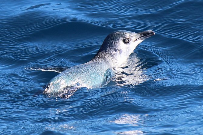 Bird Watching and Dolphin Eco-Tour to Blumine Island - Is €112.18 a fair price?