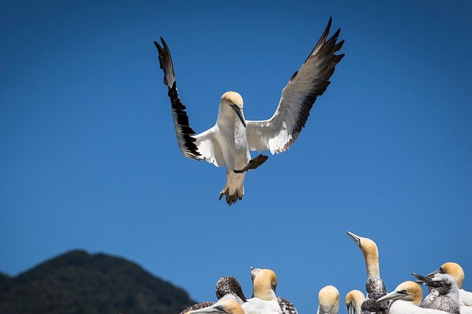 Bird Watching and Dolphin Eco-Tour to Blumine Island - Who should book this Picton wildlife trip?