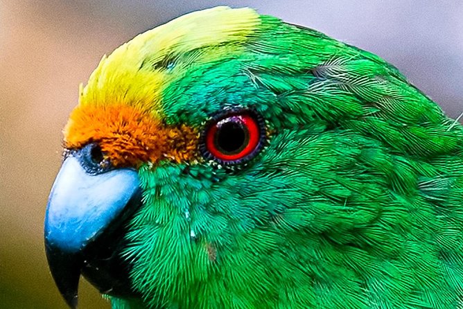 Bird Watching and Dolphin Eco-Tour to Blumine Island - Cruising the Queen Charlotte Sound