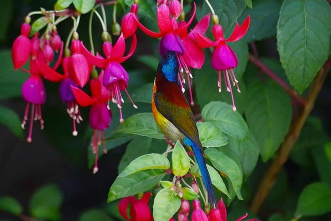 Bird Watching Doi Inthanon - The 5:00 to 5:30 a.m. pickup from Chiang Mai