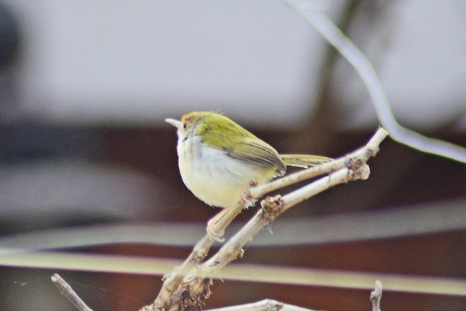 Bird Watching Doi Inthanon - Moving through three or four birding areas