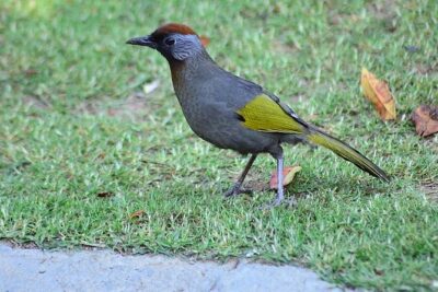 Bird Watching Doi Inthanon