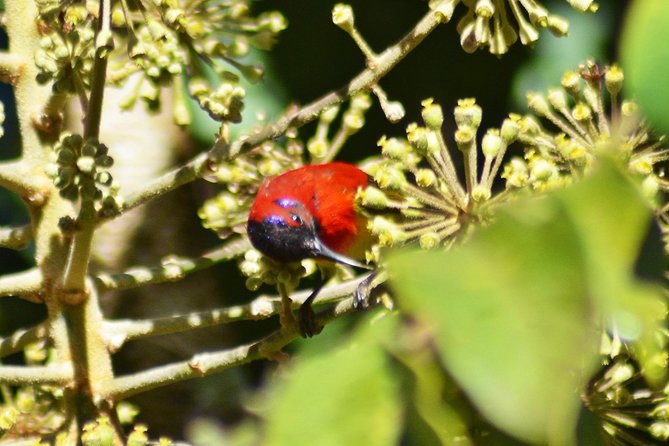 Bird Watching Doi Inthanon - Birds you might see on the mountain