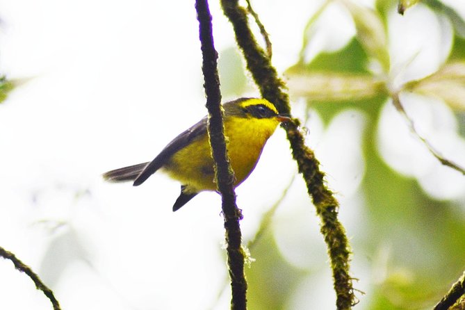 Bird Watching Doi Inthanon - Sunrise, trails, and the summit chill