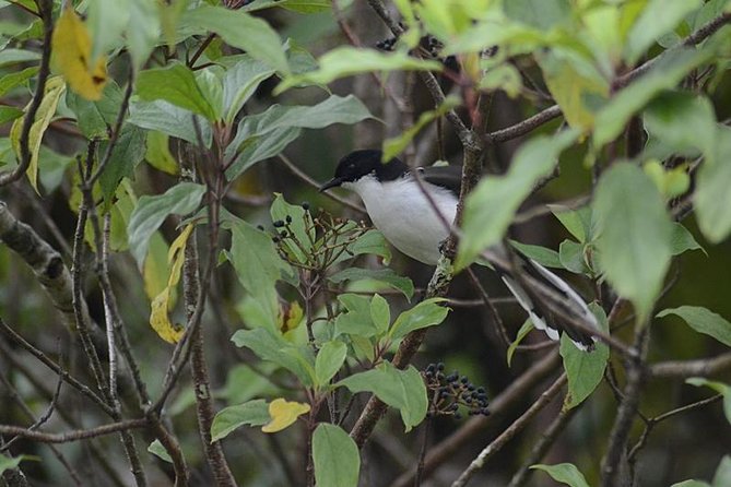 Bird Watching Doi Inthanon - Lunch and the afternoon return