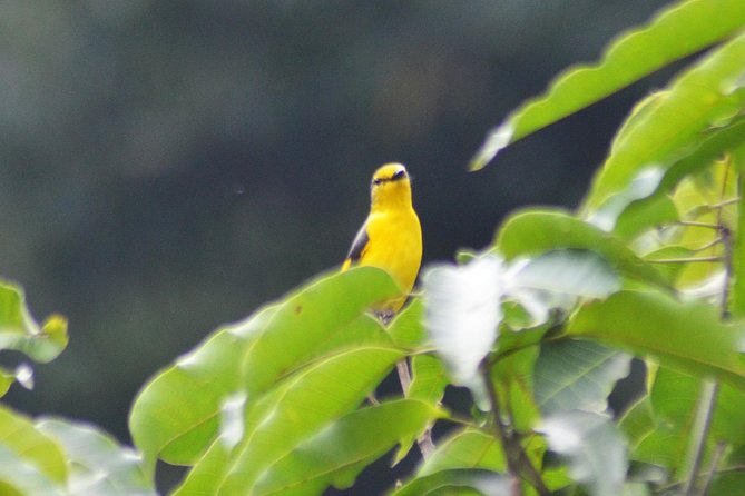 Bird Watching Doi Inthanon - What the $159 price gives you