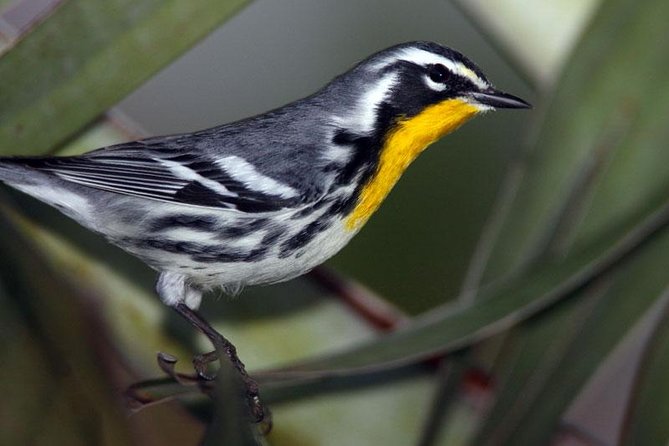 Bird watching ecofriendly tour from Cancun & Riviera Maya - Why the early start matters in the Yucatán