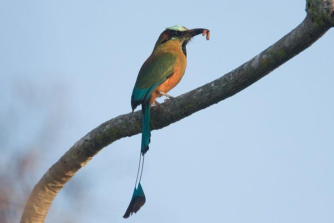 Bird watching ecofriendly tour from Cancun & Riviera Maya - José’s role makes the outing more useful
