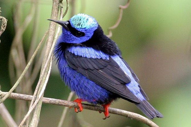 Bird watching ecofriendly tour from Cancun & Riviera Maya - A local meal in the jungle