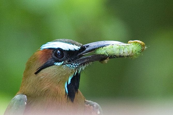 Bird watching ecofriendly tour from Cancun & Riviera Maya - What the private format is worth