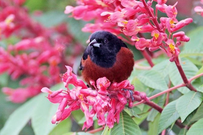 Bird watching ecofriendly tour from Cancun & Riviera Maya - What is included, and what you still need