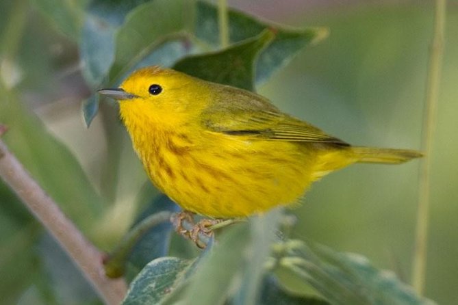 Bird watching ecofriendly tour from Cancun & Riviera Maya - Two birding stops, not just one