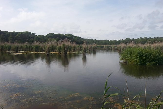 Bird Watching in Albufeira Lagoon - A quiet morning beyond Lisbon