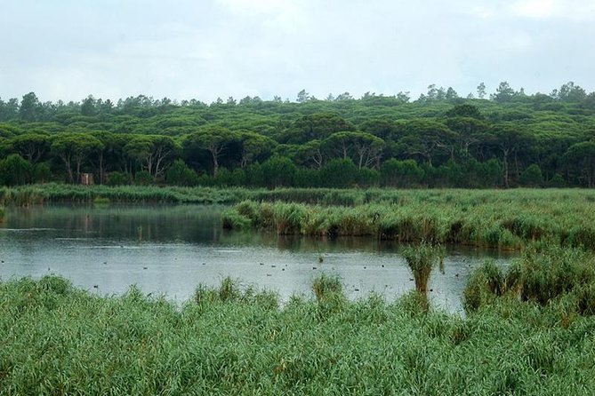 Bird Watching in Albufeira Lagoon - What the transport adds to the experience