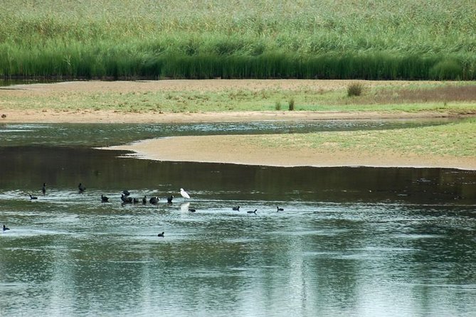 Bird Watching in Albufeira Lagoon - Who will enjoy this most