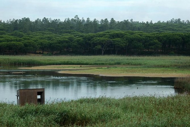 Bird Watching in Albufeira Lagoon - Praia da Lagoa de Albufeira and the three-hour birding session