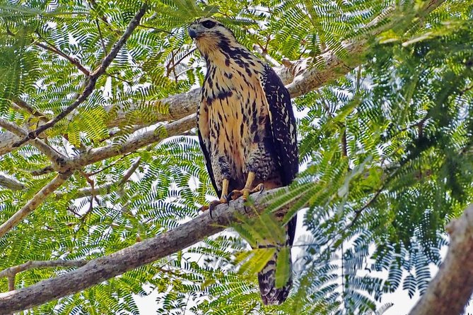Bird watching in La Mancha - What you may see from August through November