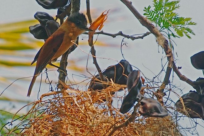 Bird watching in La Mancha - Should you book Bird Watching in La Mancha?