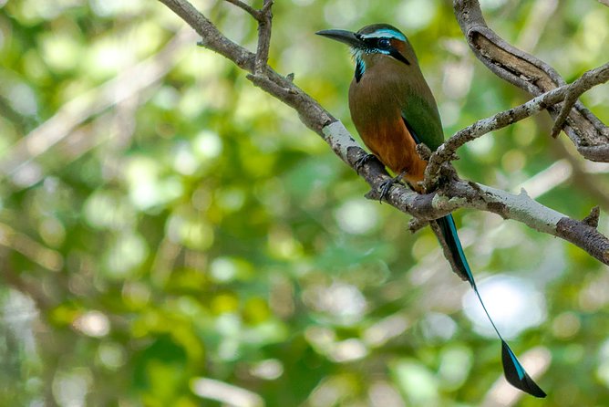 Bird Watching in Sian Ka´an Muyil - A village walk before the ruins