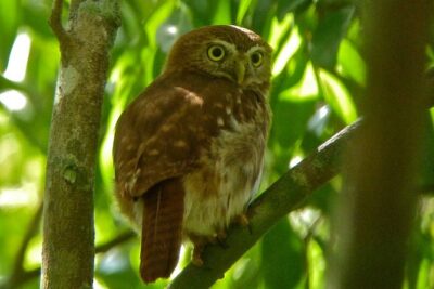 Bird Watching in Sian Ka´an Muyil