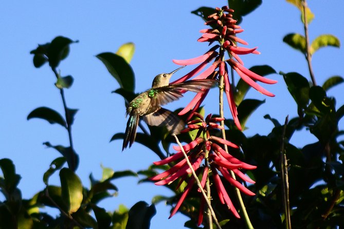 Bird Watching in Sian Ka´an Muyil - Small details that make the morning easier