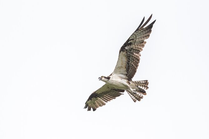 Bird Watching Mazatlán - Birding Tour - Why Mazatlán works so well for a short birding tour