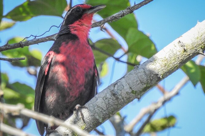 Bird Watching Mazatlán - Birding Tour - José Ramón and the value of a private guide